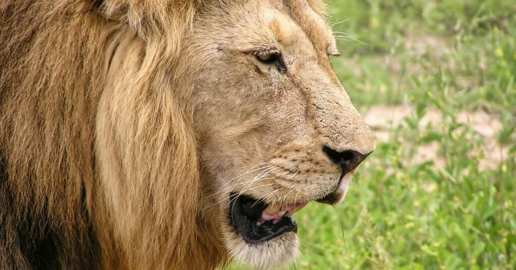 Mammal Behaviour in Kruger: What Our Guests Saw on Safari