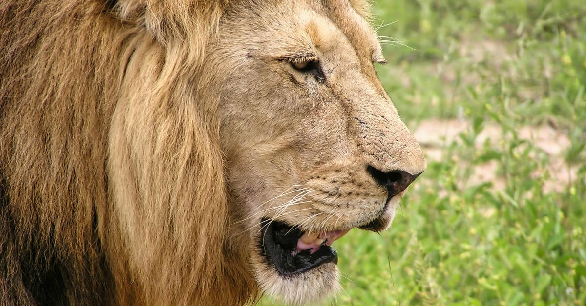 A close-up profile portrait of a wild male lion with a full mane during a Kruger safari with Nhongo Safaris.