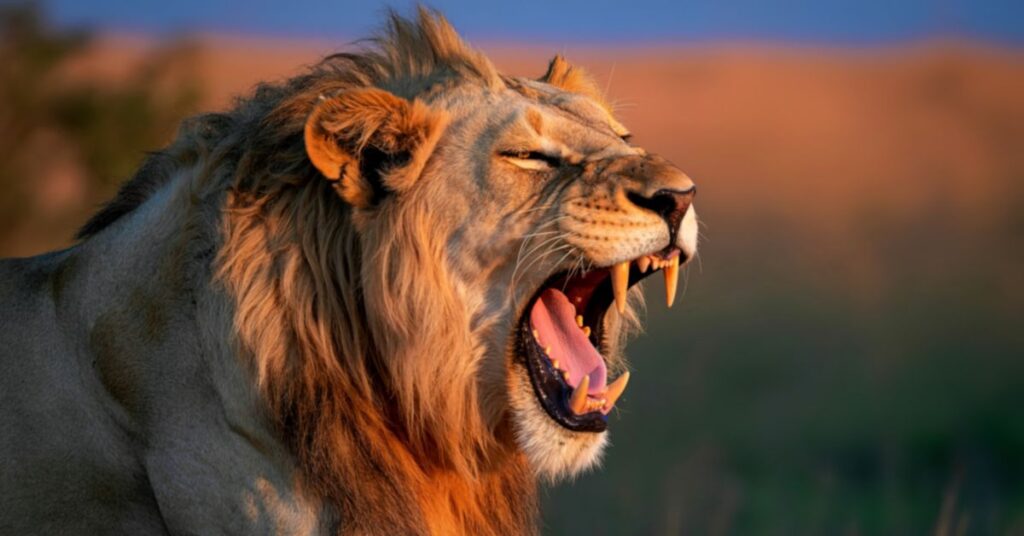 Close-up profile view of a majestic adult male lion roaring during golden hour safari