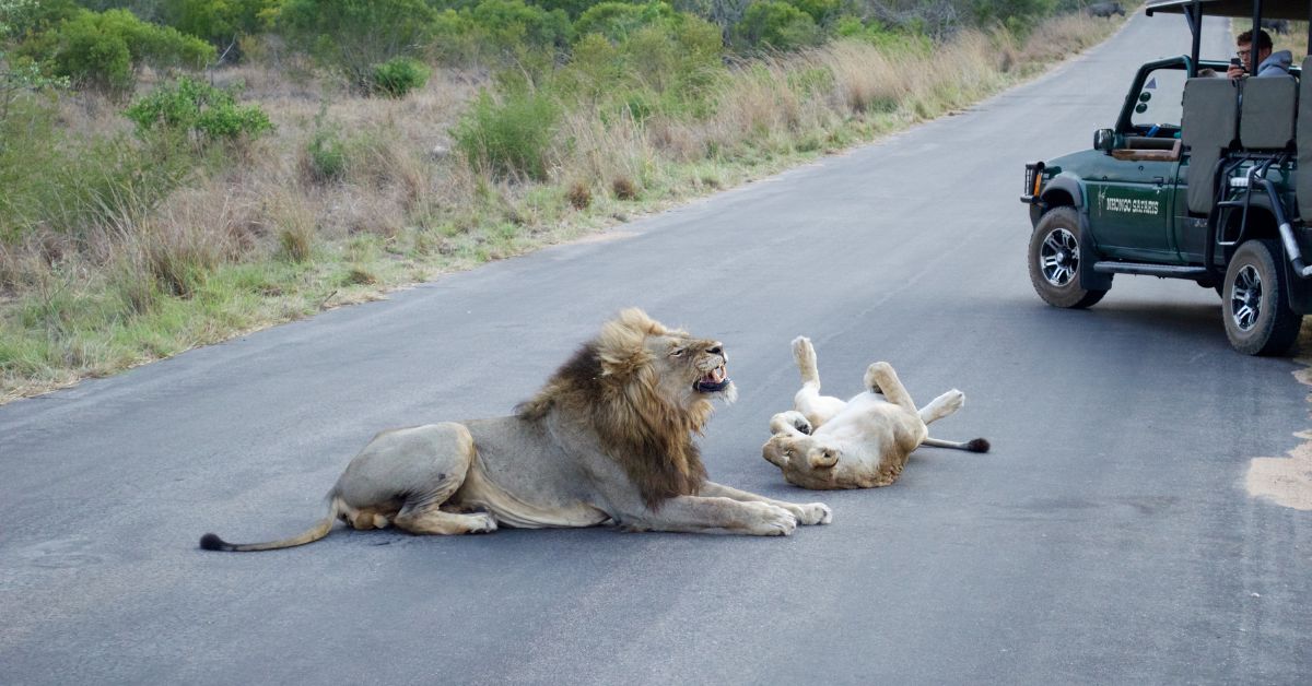 Two male lions resting on a paved road in Kruger Park with a green safari vehicle parked on the way to skukuza rest camp