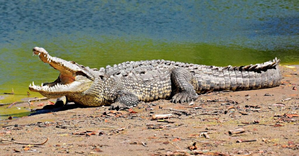 A large Nile crocodile basking on a sunny riverbank with its mouth wide open, showcasing the formidable crocodiles of Africa.