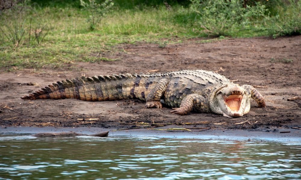 Nile Crocodile in the Kruger National Park