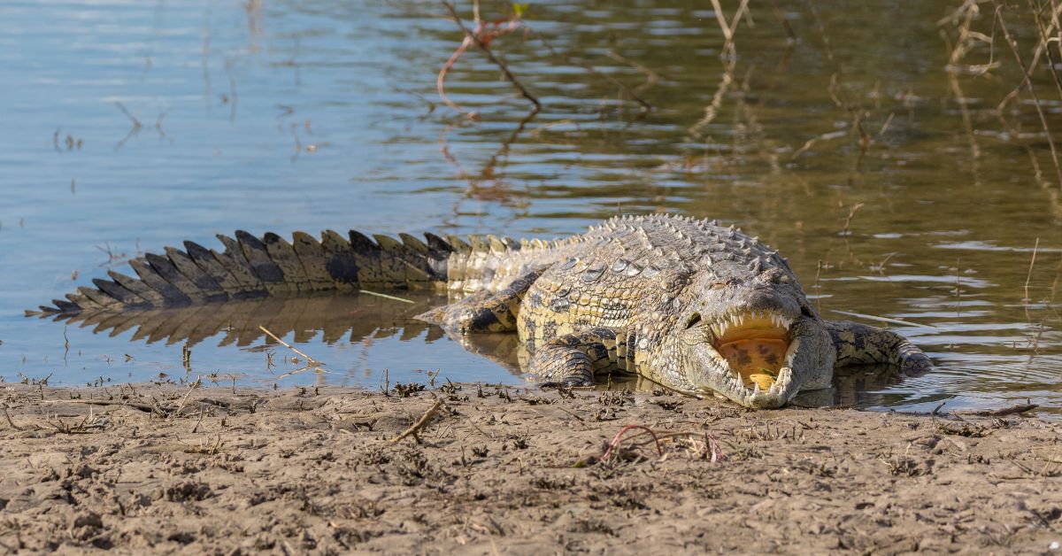 A Nile crocodile resting along a muddy shoreline with its mouth open, highlighting the native crocodiles of Africa in their natural habitat.
