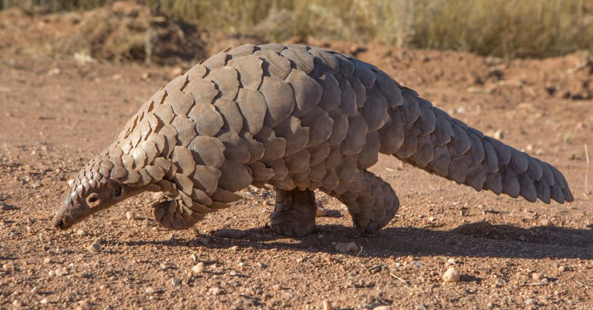 A full view of a Temminck's Ground Pangolin walking across dry earth, showing its overlapping brown scales and long tail.