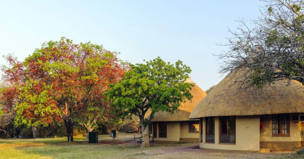 A line of round white bungalows with thick thatched roofs and private patios, shaded by large trees on a green lawn at Skukuza Rest Camp.