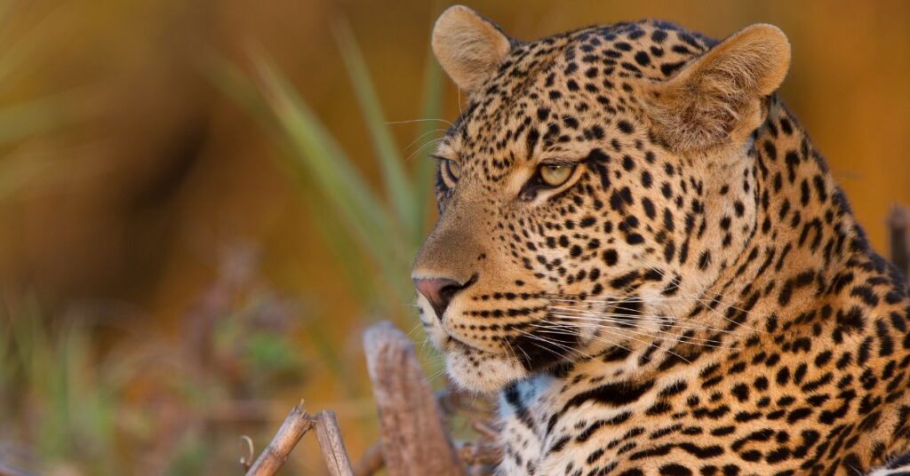 Close-up view of an elusive leopard peeking through the brush on South Africa safari tours.