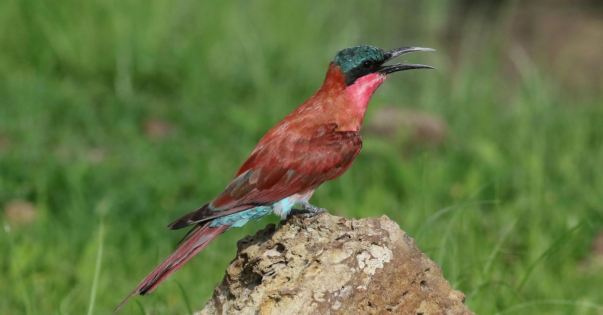 A Southern Carmine Bee-eater with bright pink feathers and a blue-green crown perched on a wooden branch in Kruger National Park.