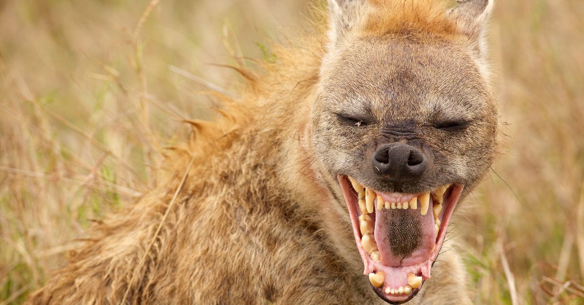 A close-up portrait of a spotted hyena yawning with its mouth wide open in the African bush.