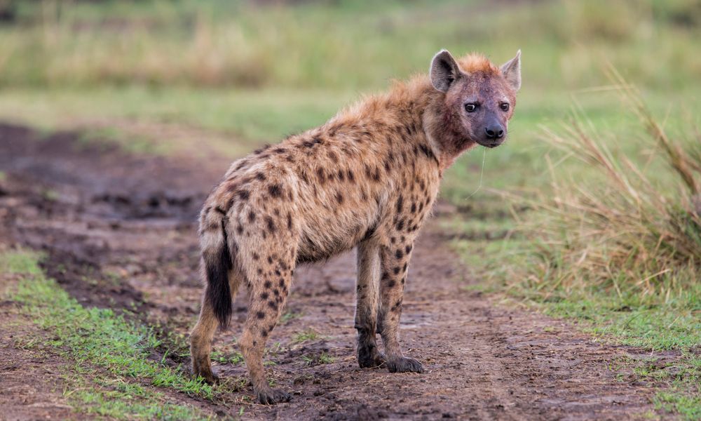 Spotted Hyena in the Kruger National Park