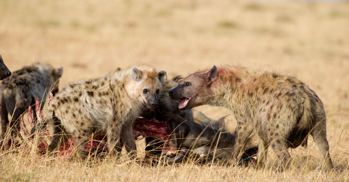 A clan of spotted hyenas feeding and interacting around a carcass out in the open during a Kruger safari.