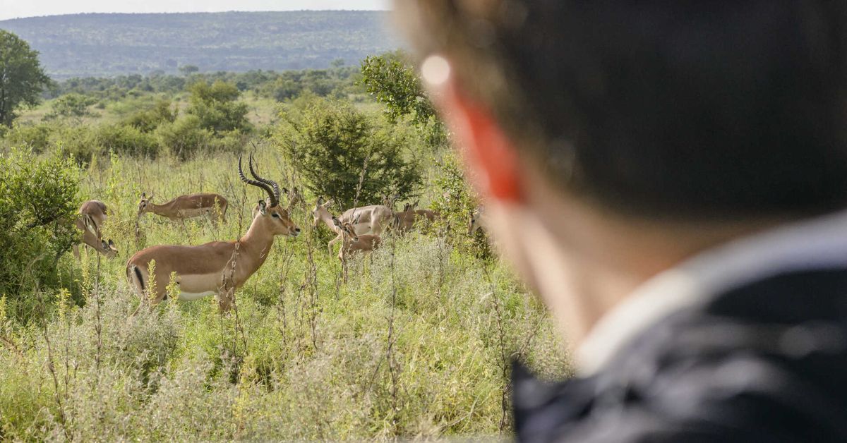 A safari guest observing an impala herd displaying natural mammal behaviour in the grassland.
