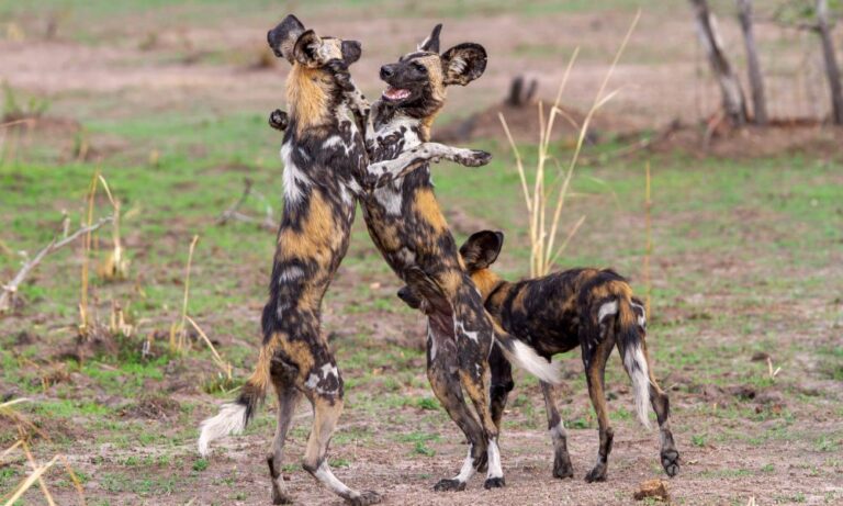 African Wild Dog