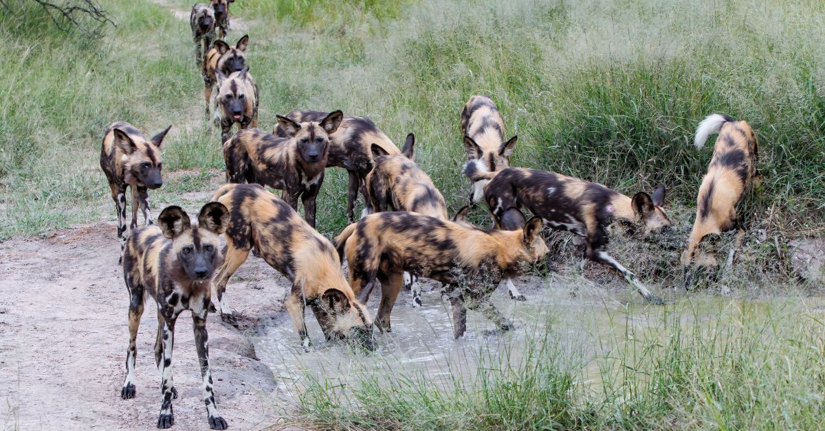 A pack of several painted African wild dogs resting and interacting together on a sandy patch of ground.