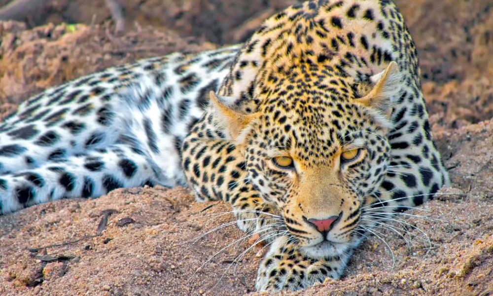 A close-up photograph of a wild leopard resting in the bush during a safari tour with Nhongo Safaris.