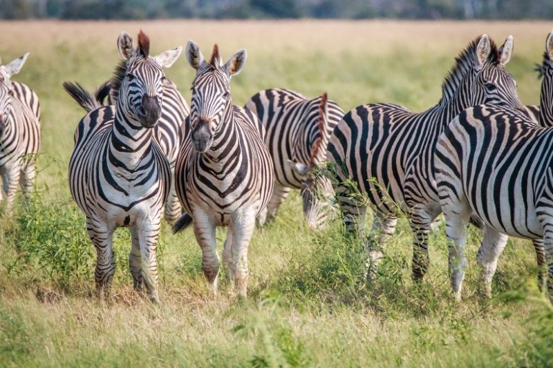 Burchell’s Zebra in the Kruger National Park